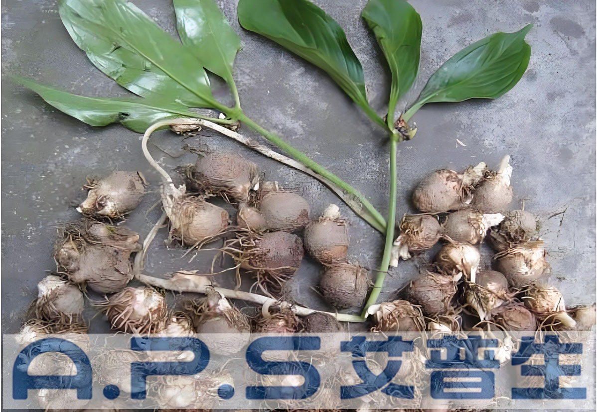 艾普生熱泵烘干機(jī)-中藥材半夏烘干-1.jpg